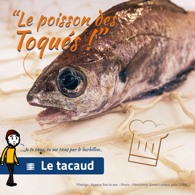 Tacaud